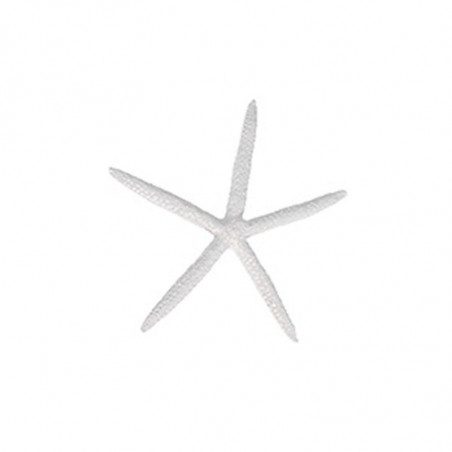 etoile de mer 11 cm blanc