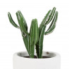 plante grasse aloe bleu D8*13