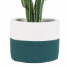 plante grasse aloe bleu D8*13